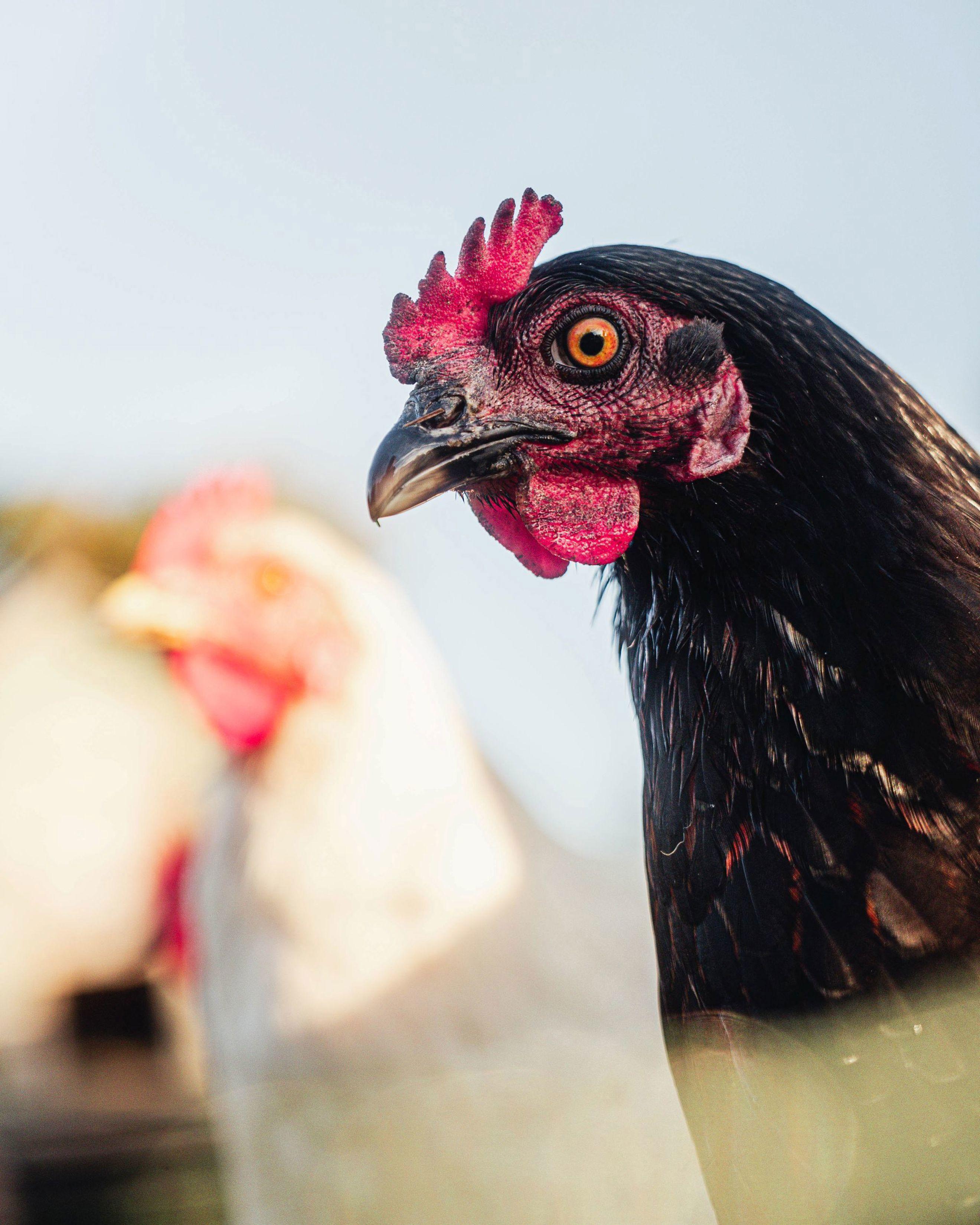 1/2 dozen of Stan's eggs