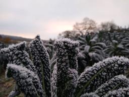 Image of 🎅BUMPER Christmas box (5-8 people)