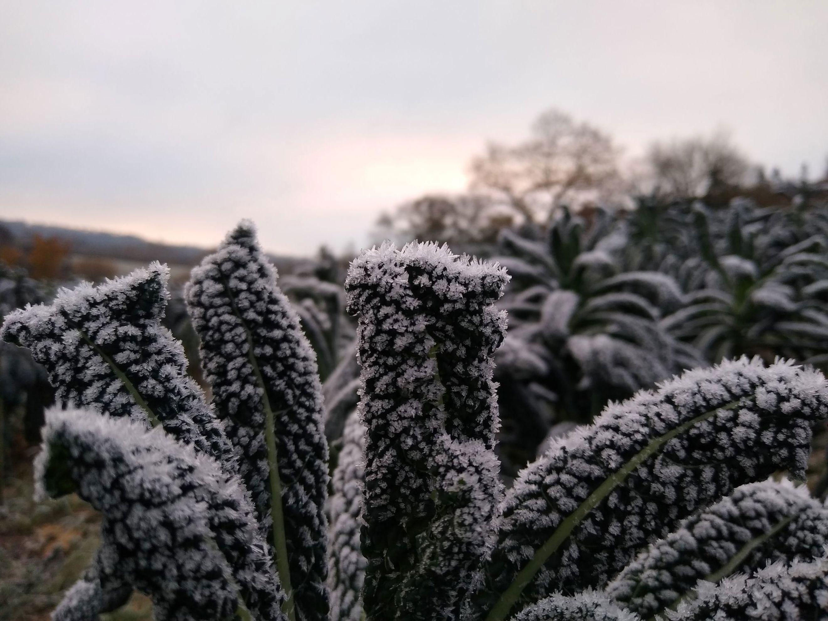 🎅PRE-ORDER CHRISTMAS VEG BOXES🎅 (before 8th Dec)